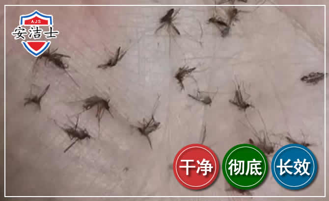 杨浦区蚊子防治-灭蚊