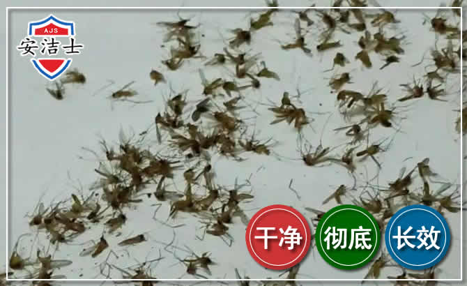 杨浦区苍蝇防治-灭蝇