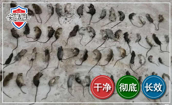 杨浦区鼠害防治-灭鼠