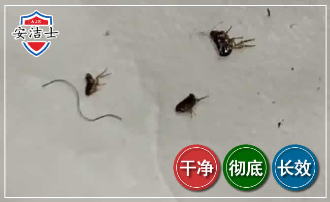 杨浦区跳蚤防治-灭跳蚤