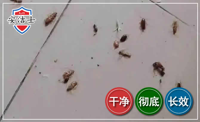 杨浦区蟑螂防治-灭蟑螂
